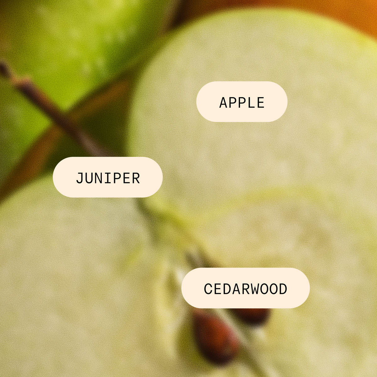 Applewood Juniper Pura x Studio McGee Pura Home Refill